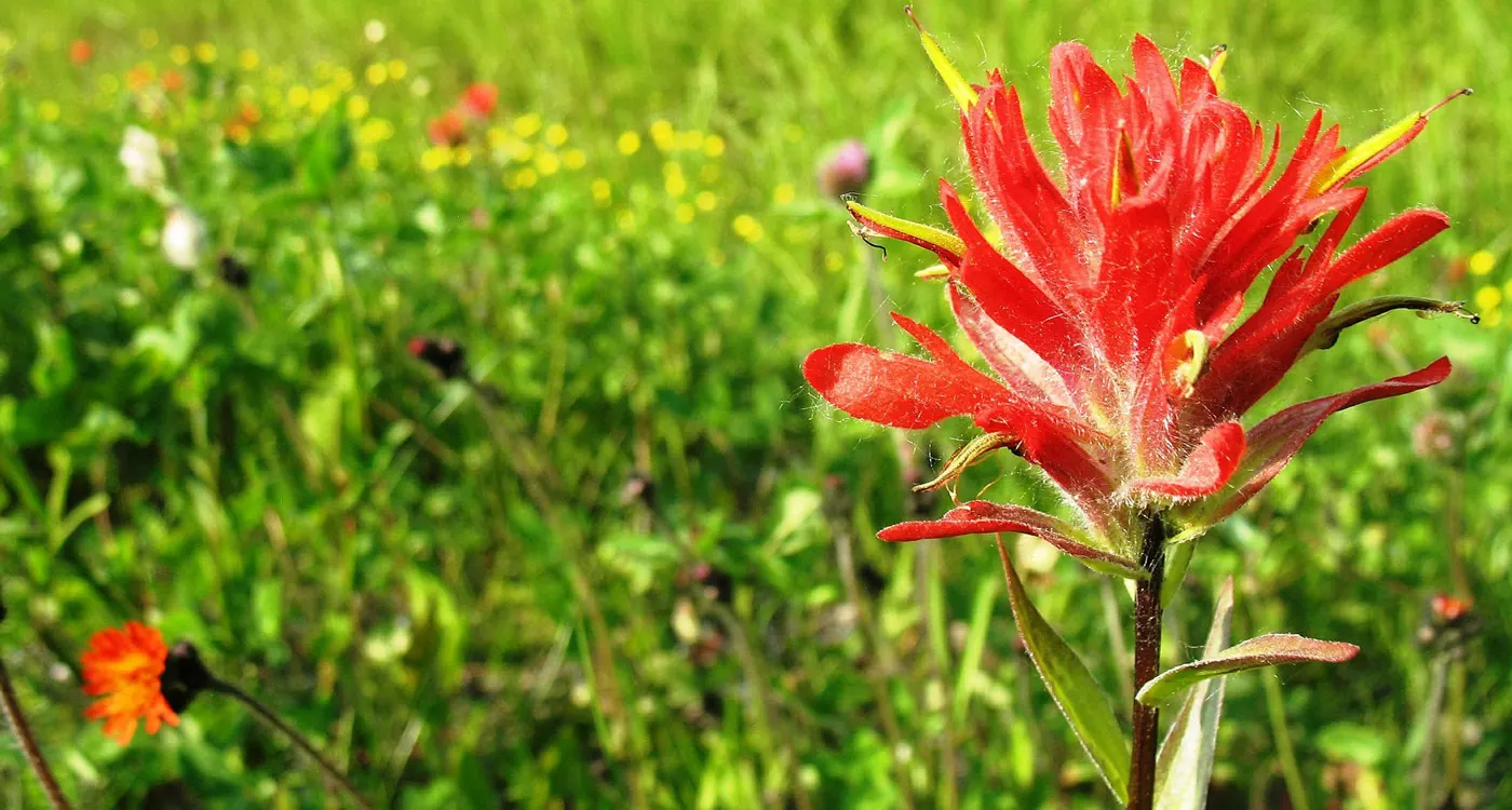 Wyoming State Flower - The Indian Paintbrush