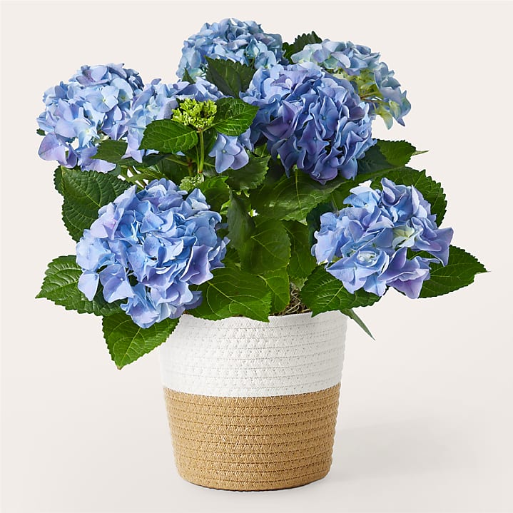 product image for Blooming Blue Hydrangea Plant