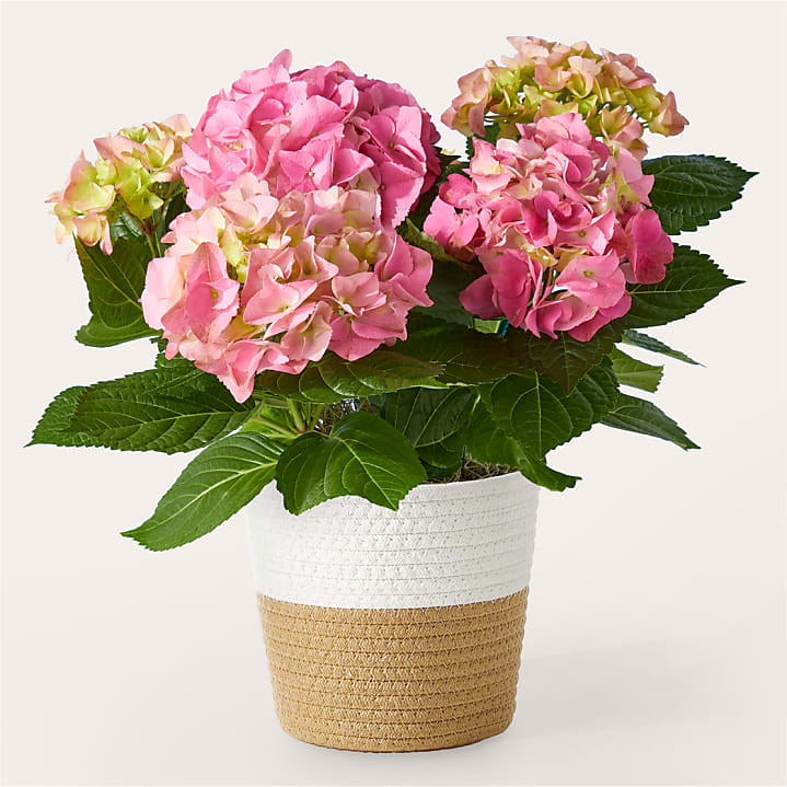 product image for Pretty Pink Hydrangea Plant