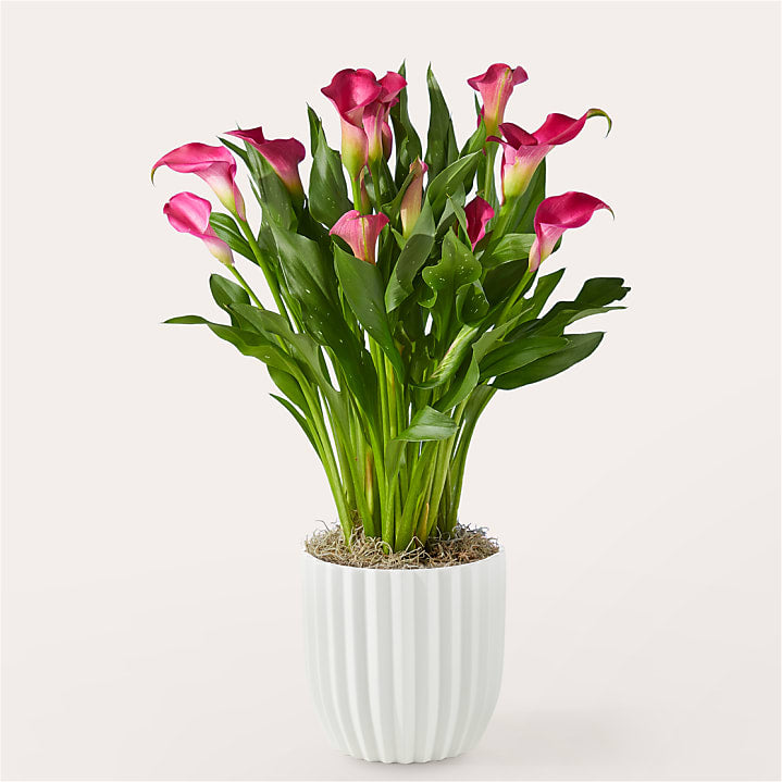 product image for Lovely Pink Calla Lily Plant