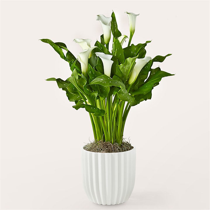 product image for Timeless White Calla Lily