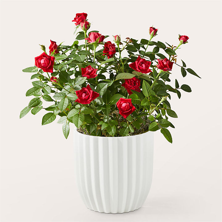 product image for Striking Red Rose Plant