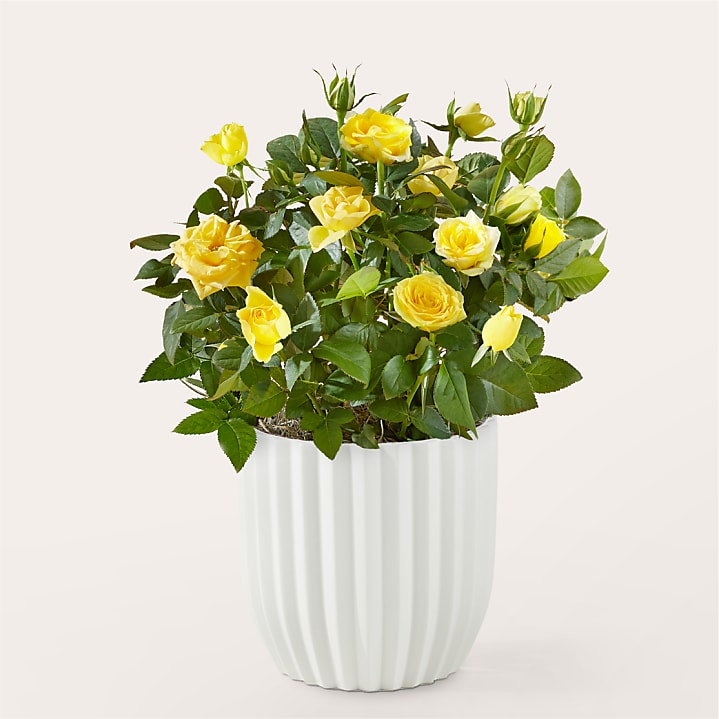 product image for Radiant Yellow Rose Plant