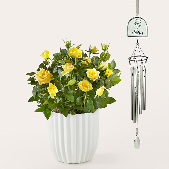 product image for Radiant Yellow Rose Plant & Love Blooms Windchime