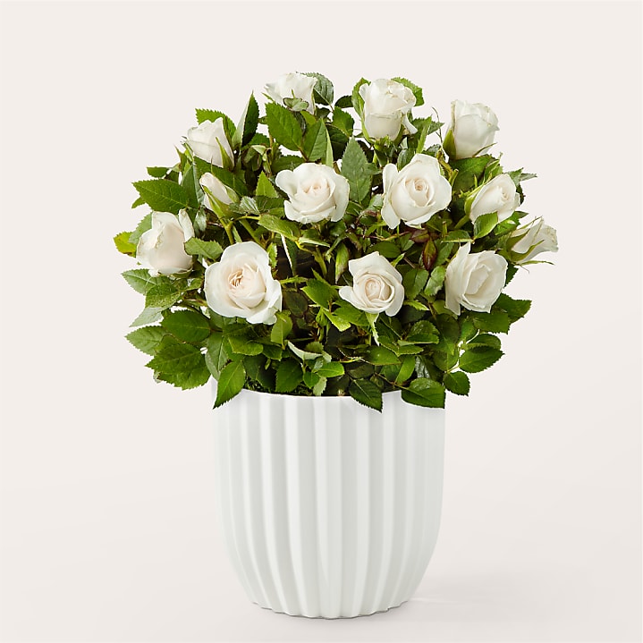 product image for White Mini Rose Plant