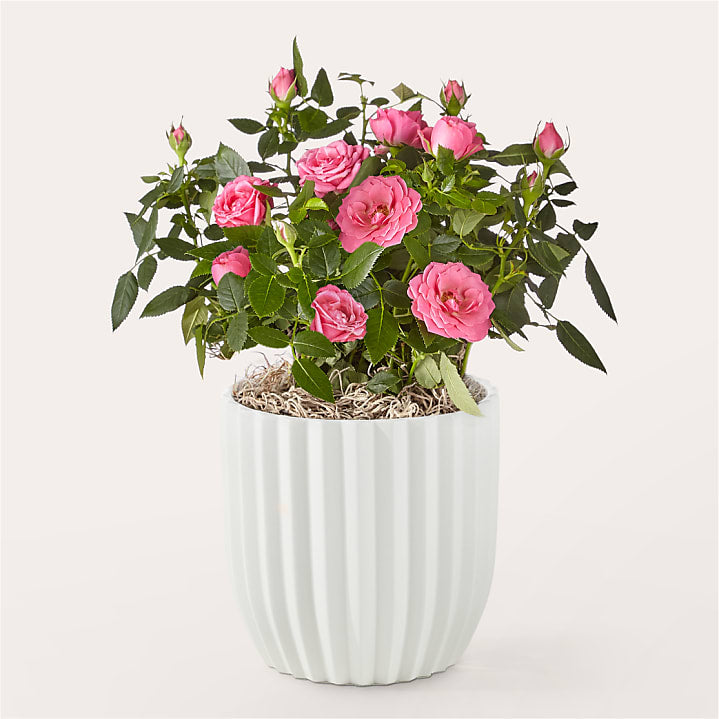 product image for Pink Mini Rose Plant