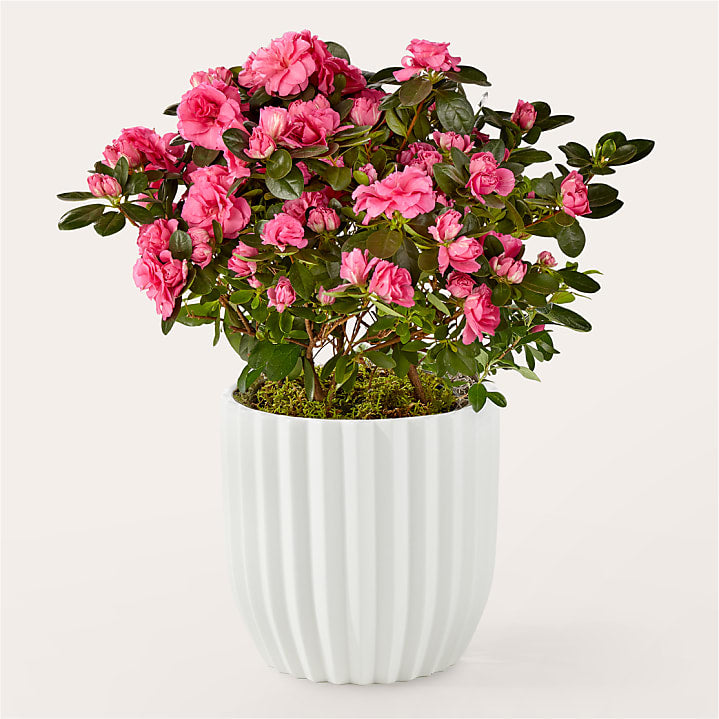 product image for Pretty Pink Azalea Plant