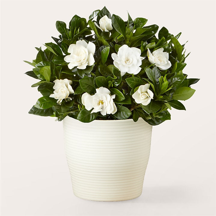 product image for Medium White Gardenia Plant