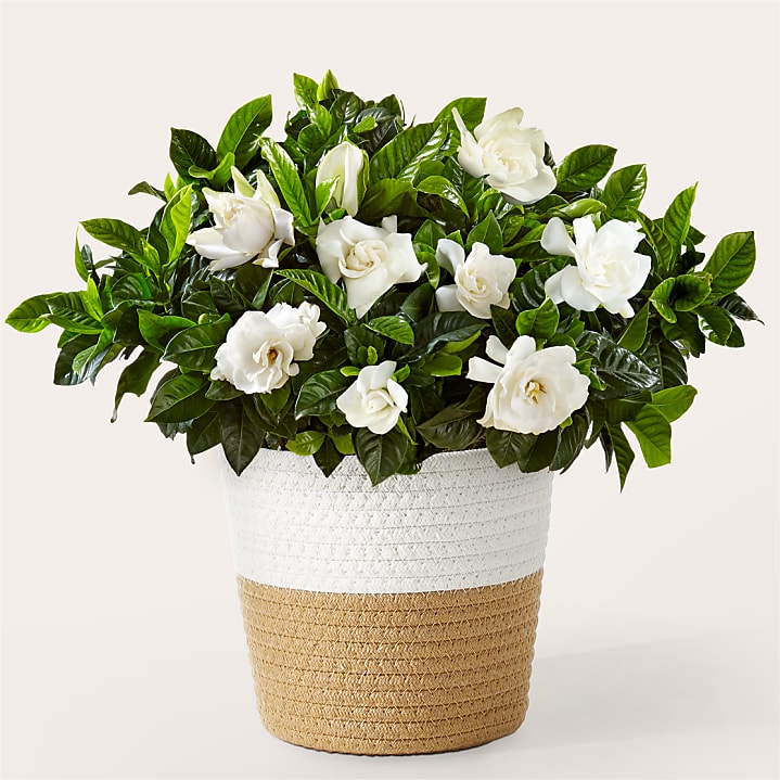 product image for Large White Gardenia Plant