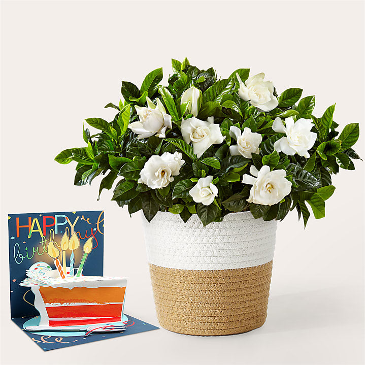 product image for Large White Gardenia Plant & Birthday Pop Up Card