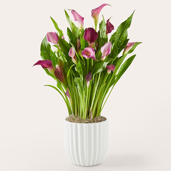 product image for Enchanting Purple Calla Lily Plant