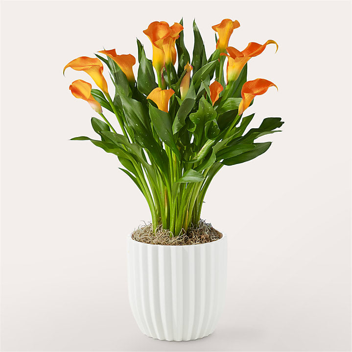 product image for Cheerful Orange Calla Lily Plant