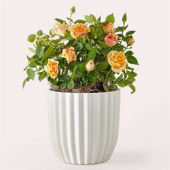 product image for Vibrant Orange Mini Rose Plant