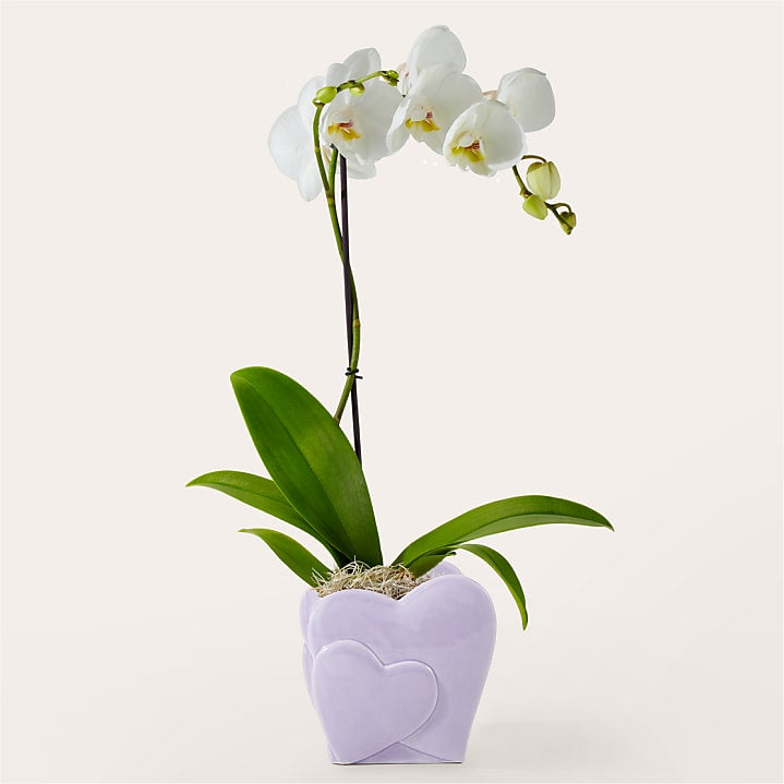 product image for Heart's In Harmony Orchid