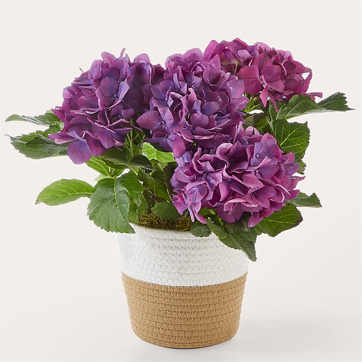 product image for Sweet Purple Hydrangea