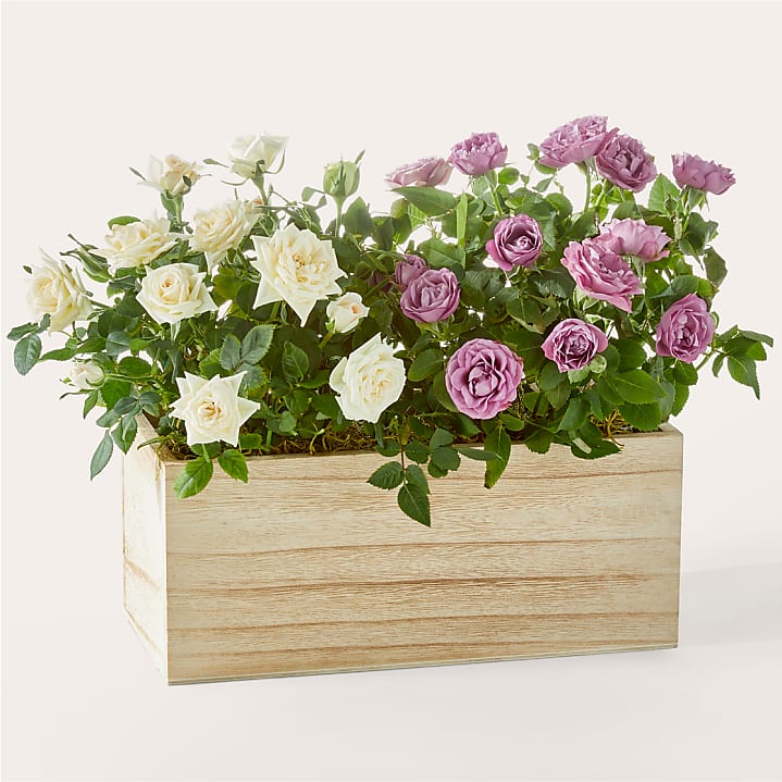 product image for Heart's Blossom Rose Duo