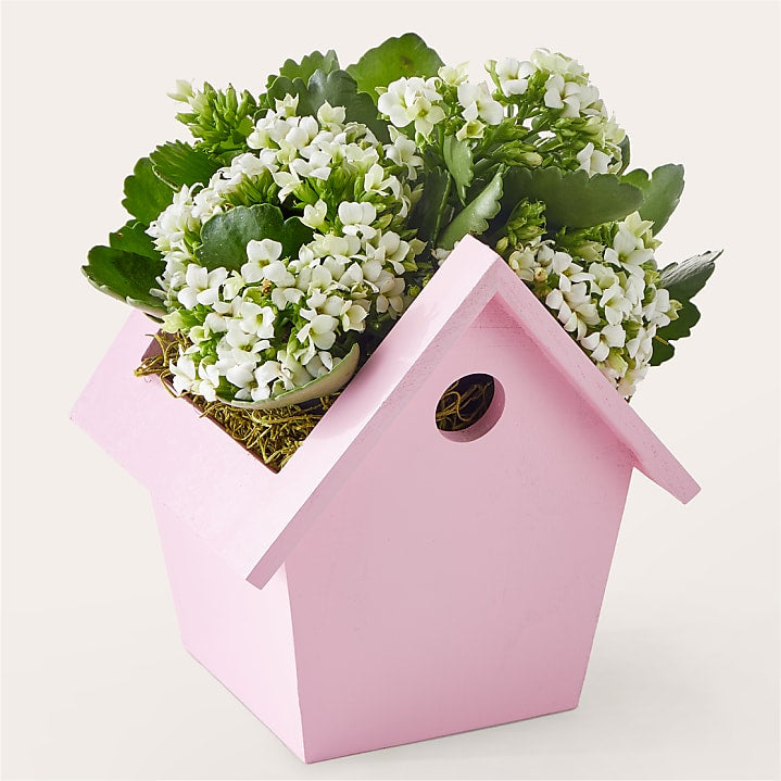 product image for In Full Bloom Plant