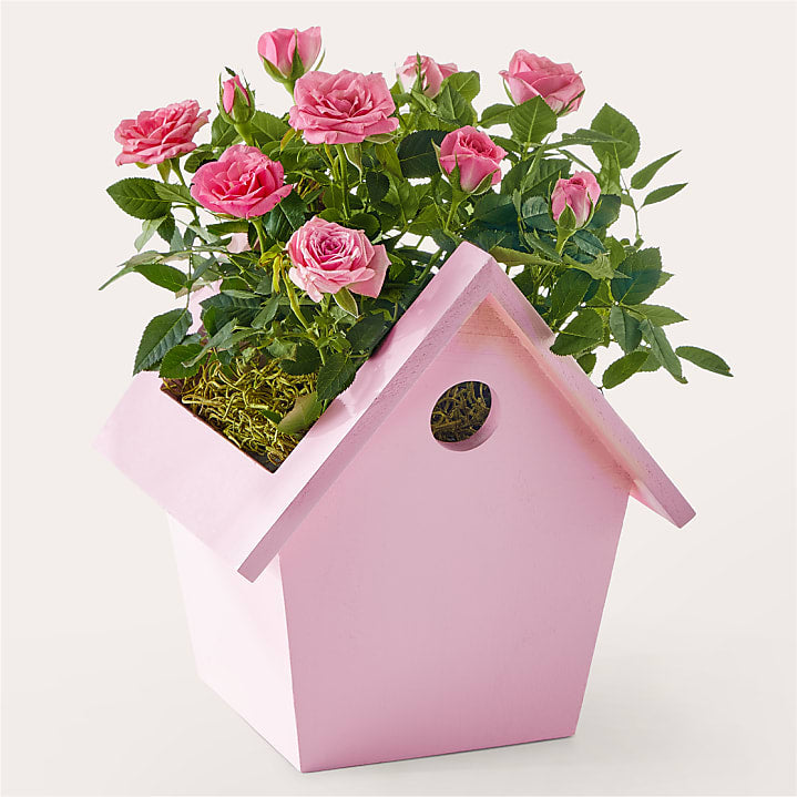 product image for In Full Bloom Mini Rose