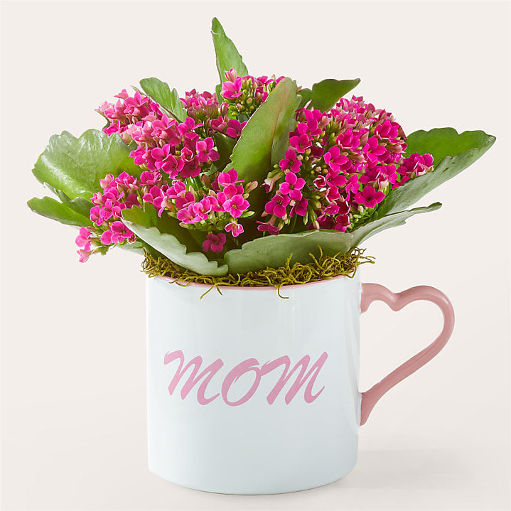product image for Mom is Love Spring Plant in Mug