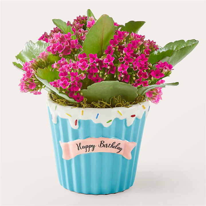 product image for Sweet Celebrations Birthday Plant