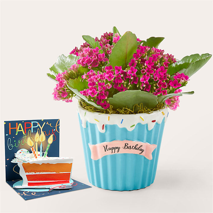 product image for Sweet Celebrations Birthday Plant & Birthday Pop Up Card