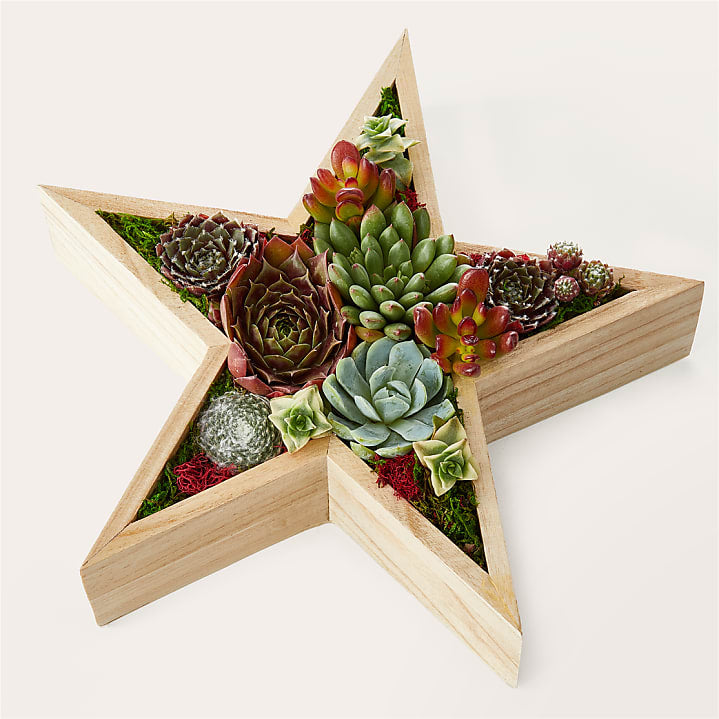 product image for Starry Succulent Garden