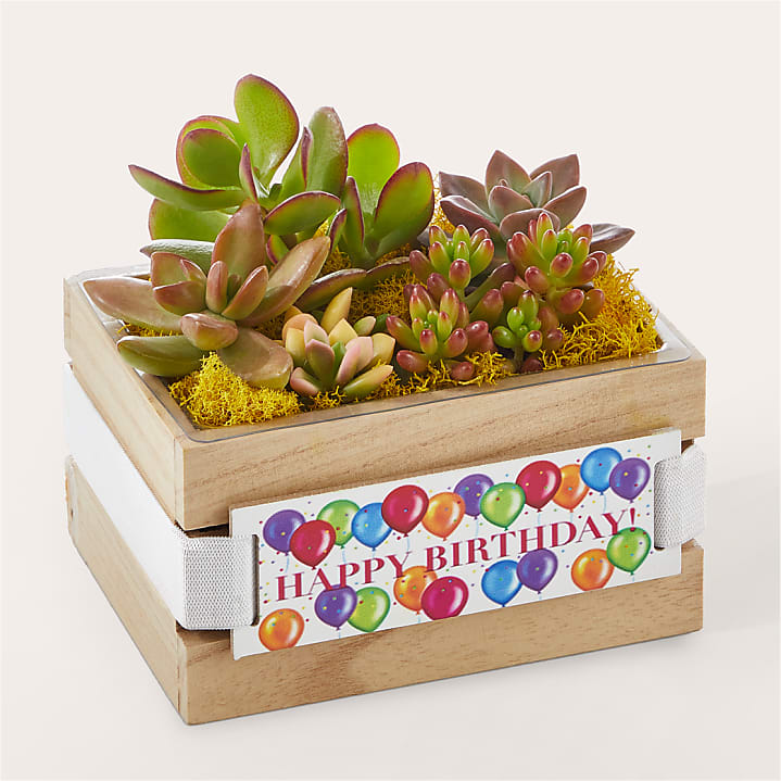 product image for Best Day Ever Birthday Succulent Garden
