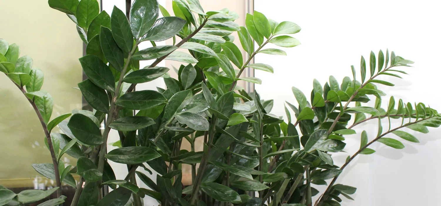 zz-plant-care-thumb