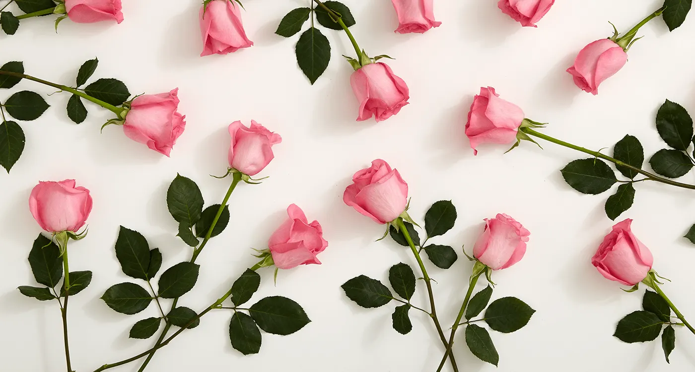 2-1 History-Pink-Roses thumb-350x240