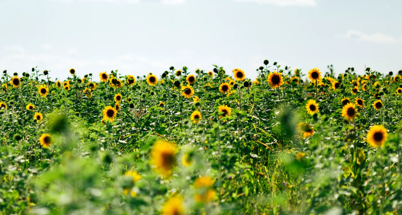 6-11 Meaning-of-Sunflowers thumb-350x240