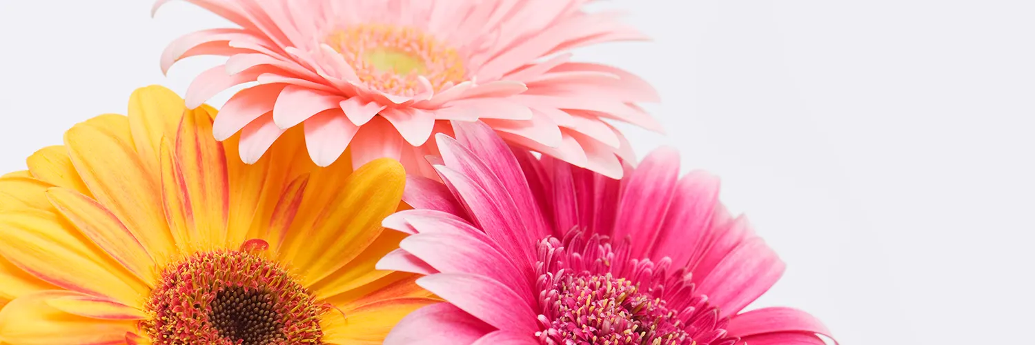 gerbera-care-guide-thumb